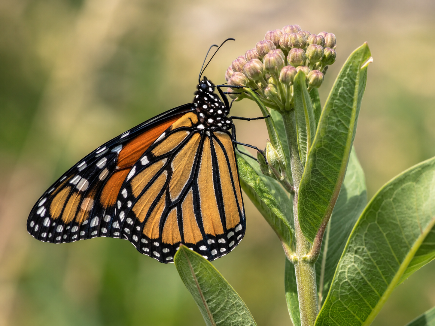 Monarch Butterfly on milkweed